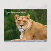 Löwen-Postkarte Postkarte (Vorderseite)