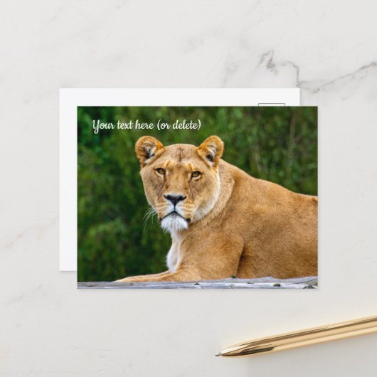 Löwen-Postkarte Postkarte (Vorderseite/Rückseite Beispiel)