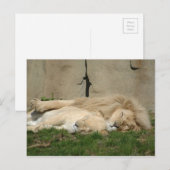 Löwen schläft heute Abend in deinen Armen Postkarte (Vorne/Hinten)