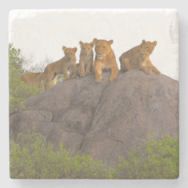 Löwen sehen die Szene von dort Rock Perch Steinuntersetzer