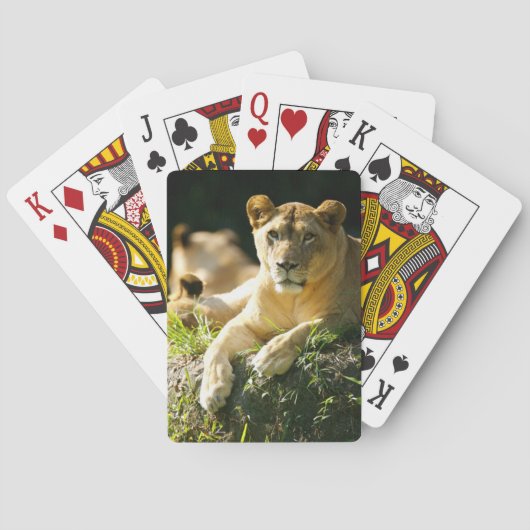 Löwen Spielkarten (Rückseite)