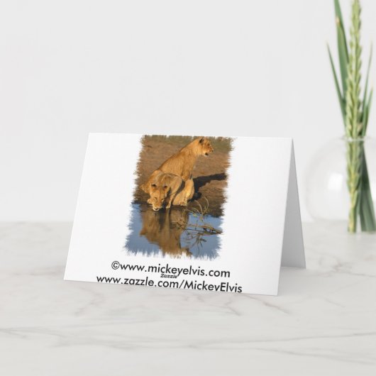 Löwen u. Junge Feiertagskarte (Rückseite)