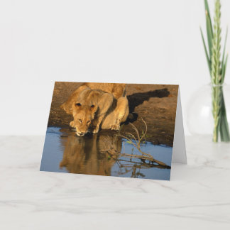 Löwen u. Junge Feiertagskarte