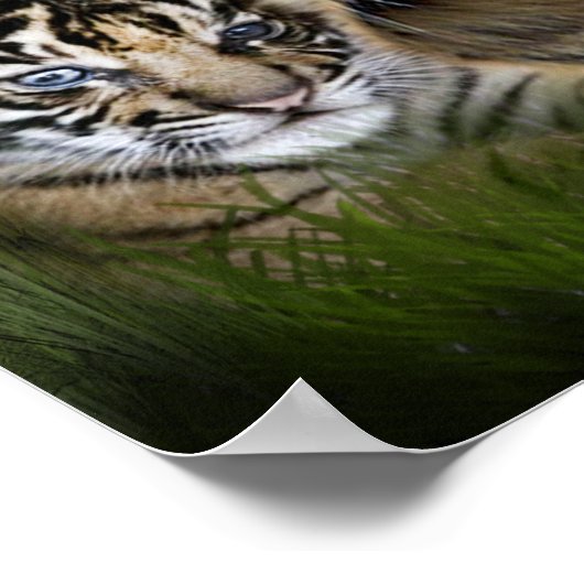 Löwen und Cubs Poster (Ecke)