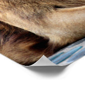 Löwen und Lioness Pair Poster (Ecke)