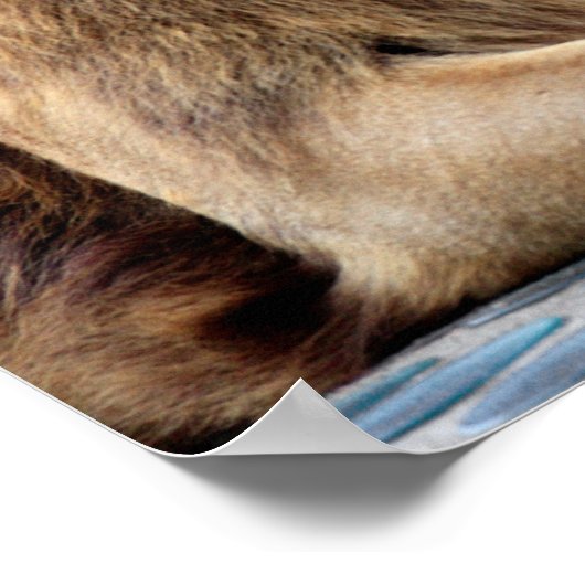 Löwen und Lioness Pair Poster (Ecke)