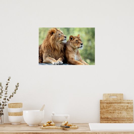 Löwen und Lioness Pair Poster (Küche)