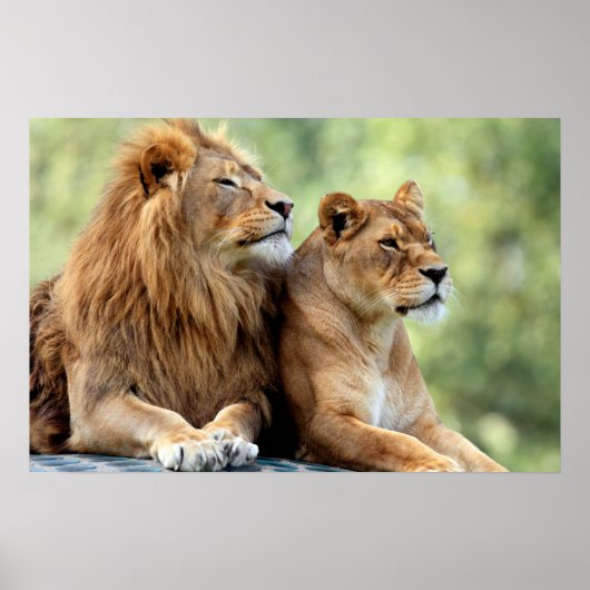 Löwen und Lioness Pair Poster (Vorne)