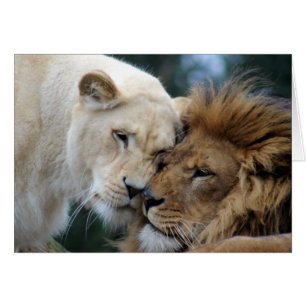 Löwen und Löwen