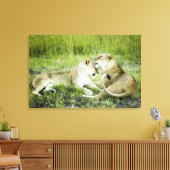 Löwen und Löwen, Afrika 2 Leinwanddruck (Insitu (Wohnzimmer))