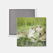 Löwen und Löwen, Afrika 2 Magnet (Vorderseite/Rückseite)