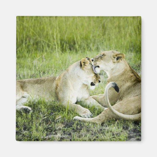 Löwen und Löwen, Afrika 2 Magnet (Vorne)