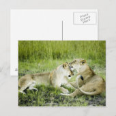 Löwen und Löwen, Afrika 2 Postkarte (Vorne/Hinten)