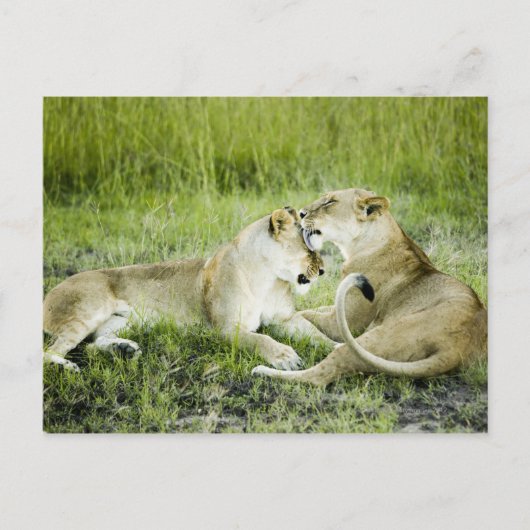 Löwen und Löwen, Afrika 2 Postkarte (Vorderseite)