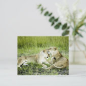 Löwen und Löwen, Afrika 2 Postkarte (Stehend Vorderseite)