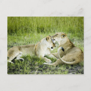 Löwen und Löwen, Afrika 2 Postkarte