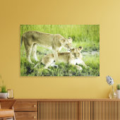 Löwen und Löwen, Afrika Leinwanddruck (Insitu (Wohnzimmer))