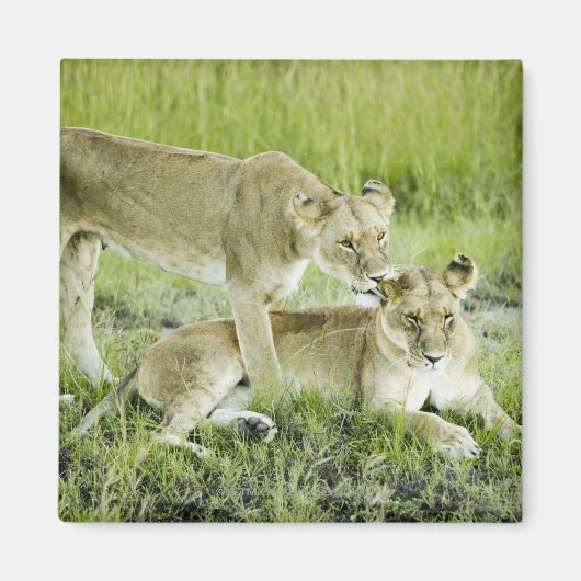 Löwen und Löwen, Afrika Magnet (Vorne)