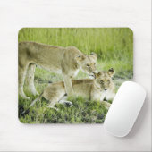 Löwen und Löwen, Afrika Mousepad (Mit Mouse)