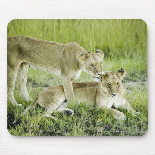 Löwen und Löwen, Afrika Mousepad (Vorne)