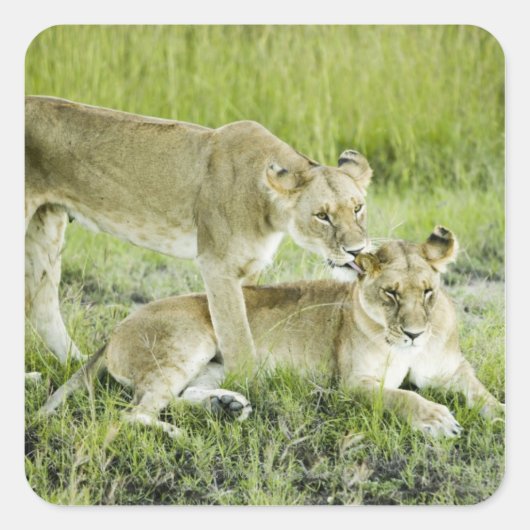 Löwen und Löwen, Afrika Quadratischer Aufkleber (Vorderseite)