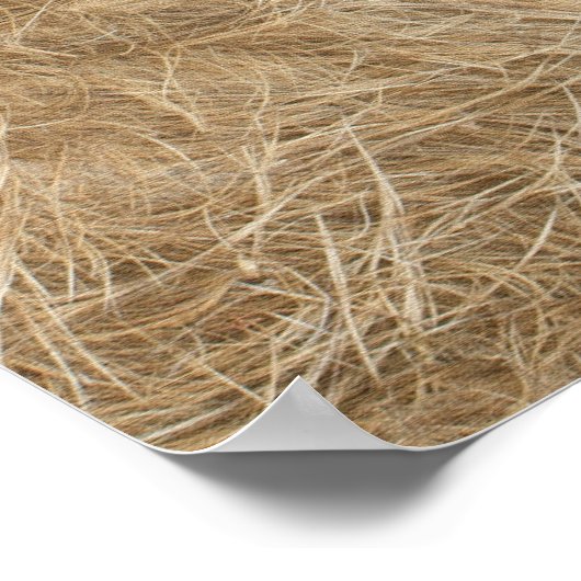 Löwen und Löwen aus Afrika Poster (Ecke)