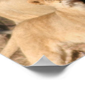 Löwen und Löwen Cub Print Poster (Ecke)