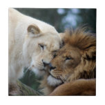 Löwen und Löwen Fliese<br><div class="desc">Adorable Foto von liebevollen Löwen und Löwen,  die sich gegenseitig nacken.</div>