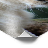 Löwen und Löwen Fotodruck (Ecke)