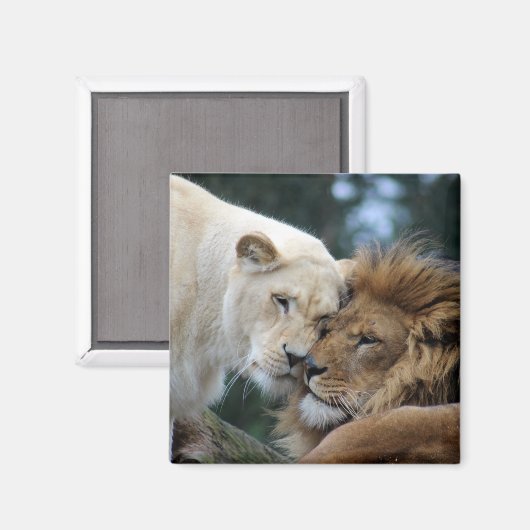 Löwen und Löwen Magnet (Vorderseite/Rückseite)