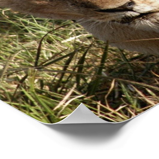 Löwen und Löwen Poster (Ecke)