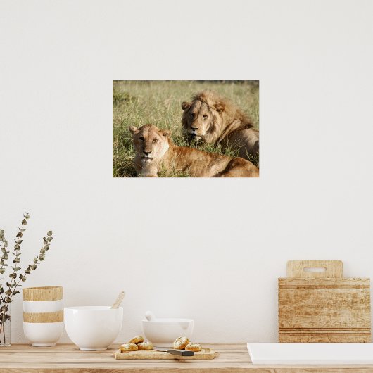 Löwen und Löwen Poster (Küche)