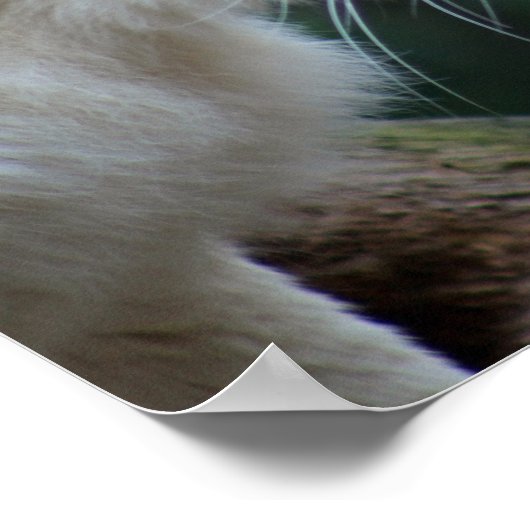 Löwen und Löwen Poster (Ecke)