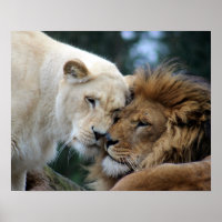 Löwen und Löwen