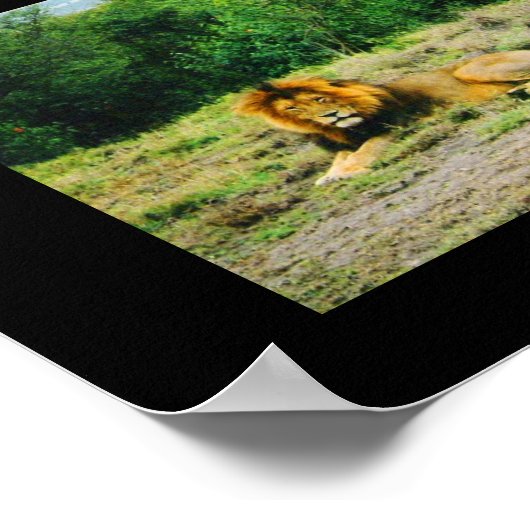 Löwen und Löwen Poster (Ecke)