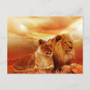 Löwen und Löwen Postkarte
