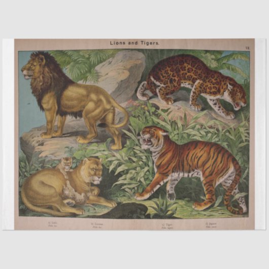 Löwen und Tiger Ephemera Decoupage Seidenpapier (Vorderseite)