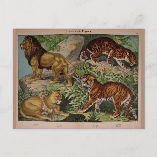Löwen und Tiger Vintag Art Ephemera Postkarte (Vorderseite)