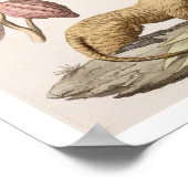 Löwenaffe und -condor, in Chile oder Ecuador gebor Poster (Ecke)