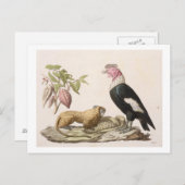 Löwenaffe und -condor, in Chile oder Ecuador gebor Postkarte (Vorne/Hinten)