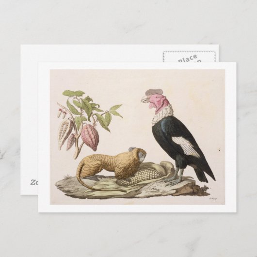 Löwenaffe und -condor, in Chile oder Ecuador gebor Postkarte (Vorne/Hinten)