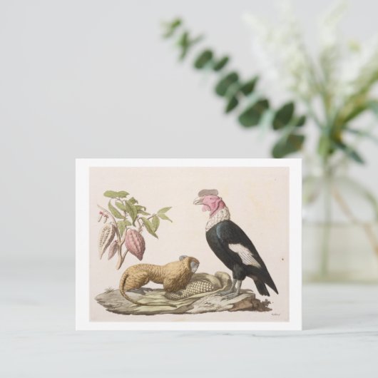 Löwenaffe und -condor, in Chile oder Ecuador gebor Postkarte (Stehend Vorderseite)