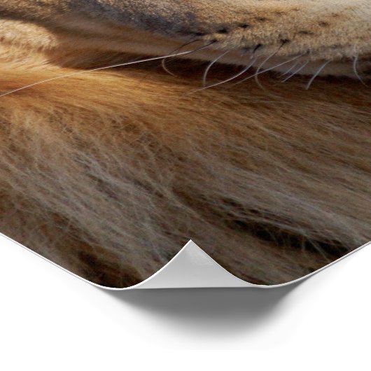 Löwenbilder drucken poster (Ecke)