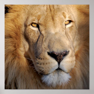 Löwenbilder drucken poster