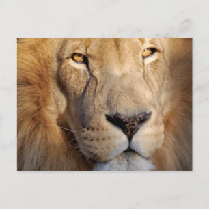 Löwenbilder Postkarte