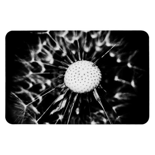 Löwenblacke Magnet (Horizontal)