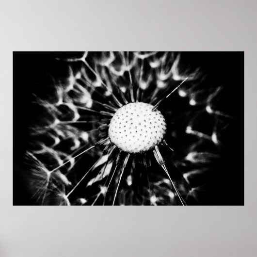 Löwenblacke Poster (Vorne)
