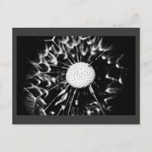 Löwenblacke Postkarte
