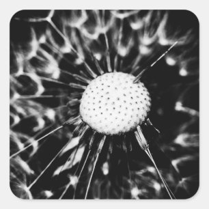 Löwenblacke Quadratischer Aufkleber