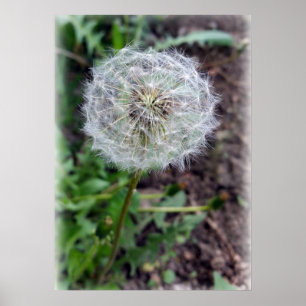 Löwenblüte Poster